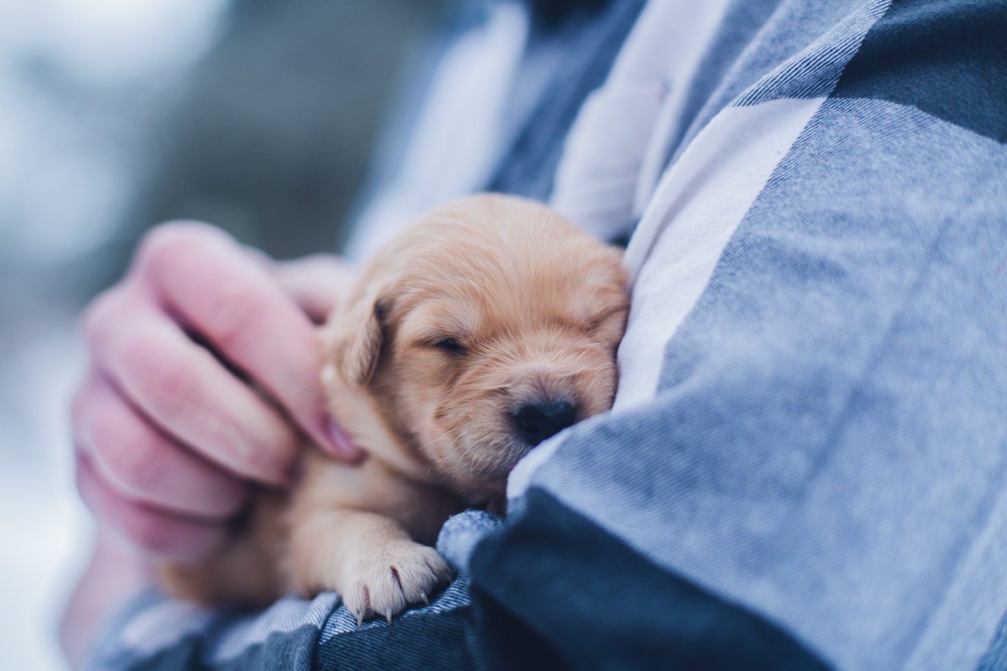 How Community Action Can Save Animal Lives