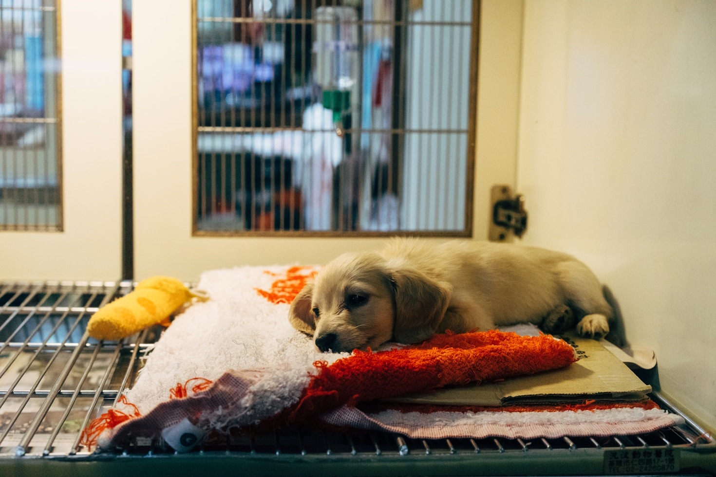 How You Can Support Animal Welfare Efforts