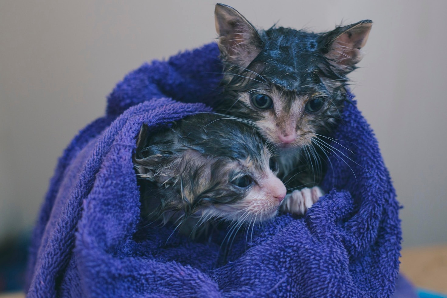The Role of Community in Helping Pets