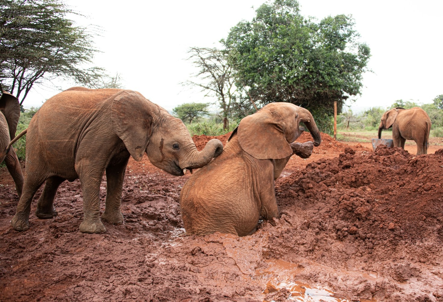 Stories of Rescued Animals and Their Heroes