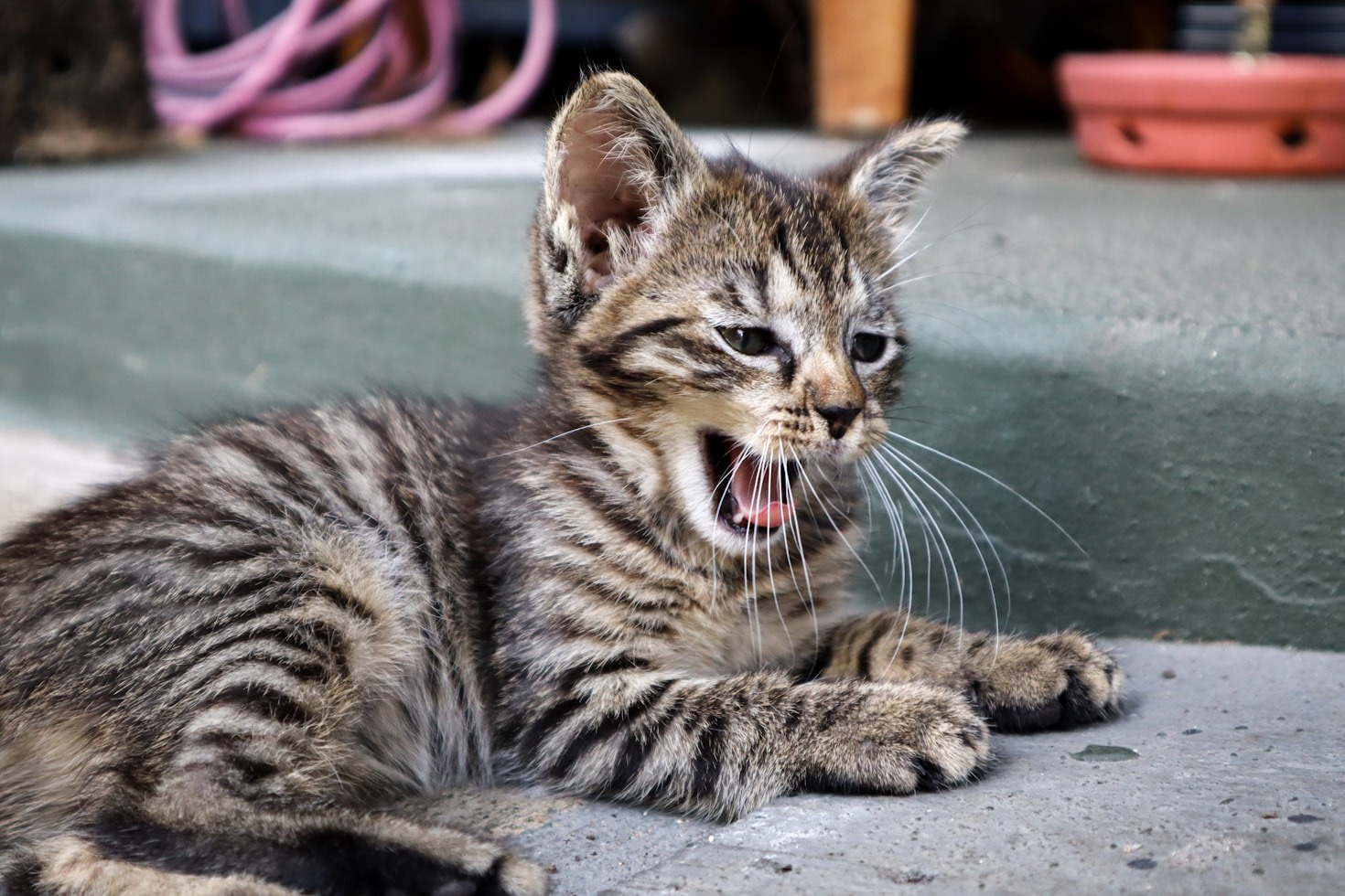 Creating a Better World for Our Furry Friends