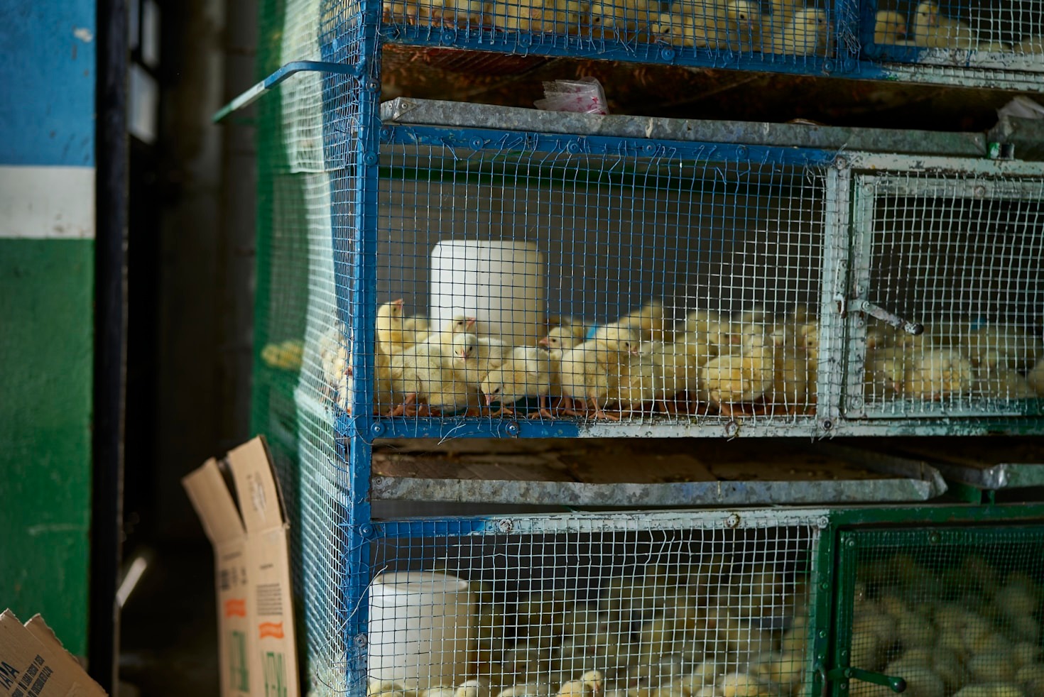 Why Advocacy is Key to Animal Protection